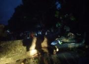 Pohon Raksasa Tumbang Tutup Jalur Wonogiri–Ponorogo Malam Hari, Polisi BPBD dan Warga Bergerak Cepat