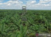 Investasi Sektor Hilir Sawit di Kalbar Capai Rp 12 Triliun, Ini Dampaknya bagi Daerah