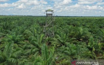 Investasi Sektor Hilir Sawit di Kalbar Capai Rp 12 Triliun, Ini Dampaknya bagi Daerah